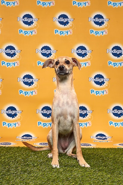 Sol in the 2020 Puppy Bowl