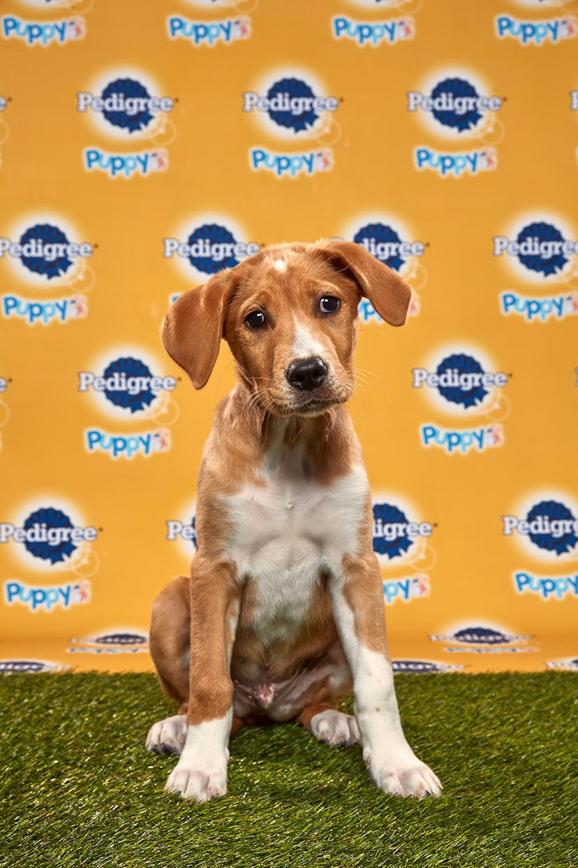 Kenny in the 2020 Puppy Bowl