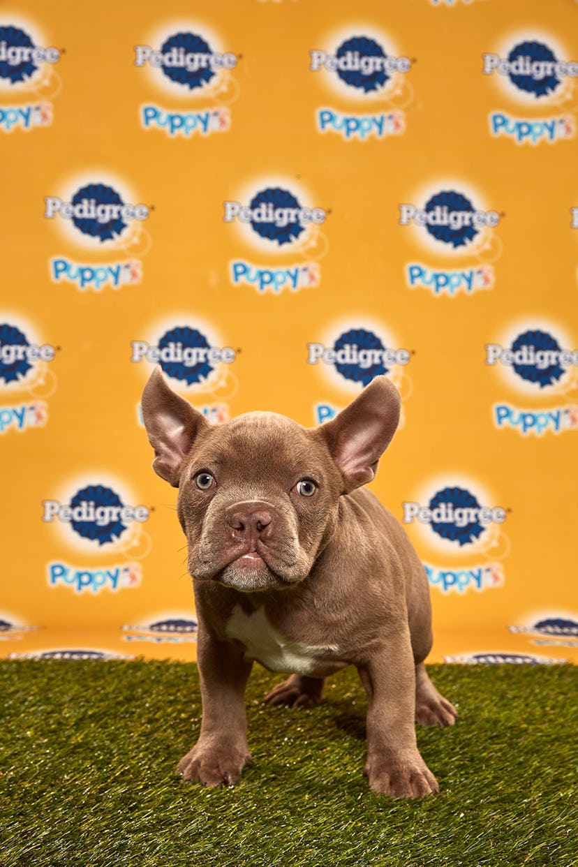 Rooster in the 2020 Puppy Bowl