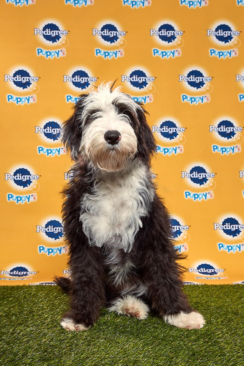 Candy in the 2020 Puppy Bowl