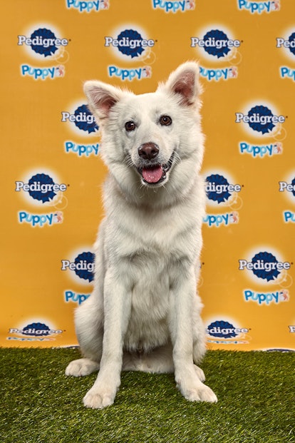 Lee in the 2020 Puppy Bowl