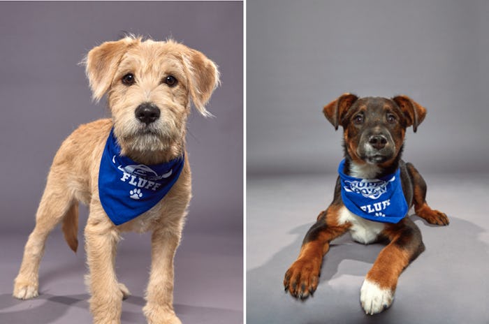 The 2020 Puppy Bowl will be broadcast on Animal Planet on Sunday, Feb. 2.