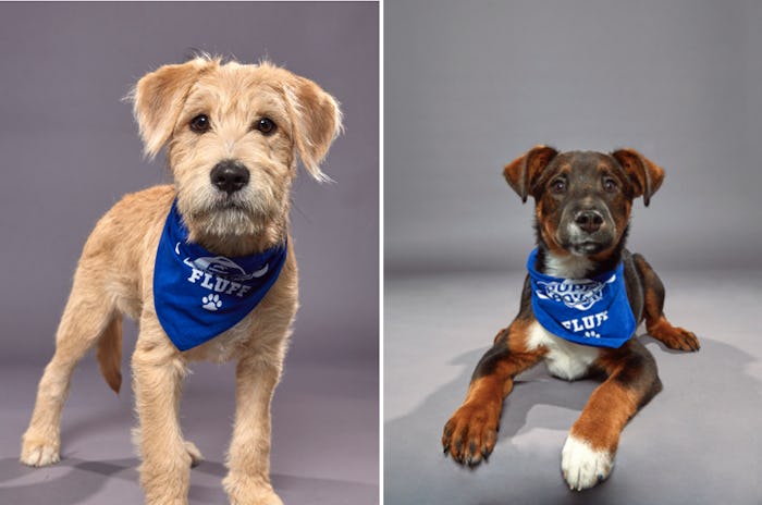 The 2020 Puppy Bowl will be broadcast on Animal Planet on Sunday, Feb. 2. 
