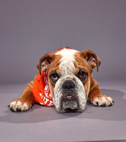The 2020 Puppy Bowl is coming Sunday, Feb. 2.