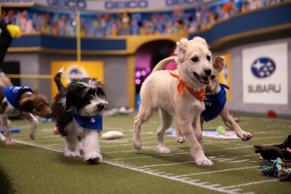 How To Adopt The 2020 Puppy Bowl Puppies