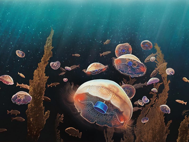 An artist's rendering of jellyfish augmented with the implant designed by Xu and Dabiri.