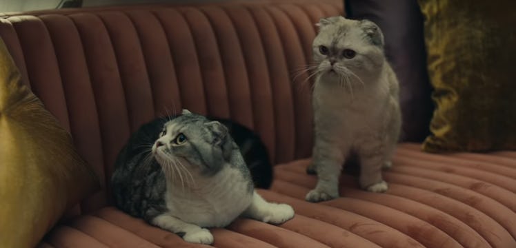 Here Are Facts About Taylor Swift's Cats