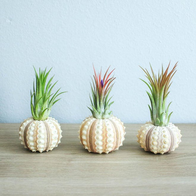 Air Plant Container - Set of 3 Sputnik Urchins with Ionantha Air Plants