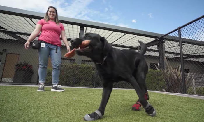 In an exclusive "Pick of the Litter" clip shared with Romper, dogs training to become guide dogs pra...
