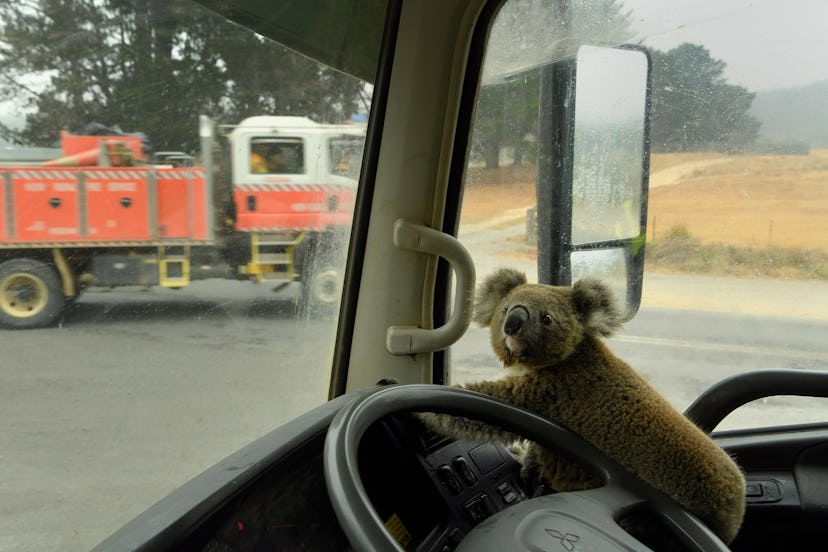 A koala named "Tinny Arse" that was rescued by Damian Campbell-Davys from a bushfire zone sits in hi...