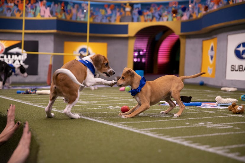 Puppy Bowl 2020 will air on Animal Planet with puppies from Team Ruff and Team Fluff