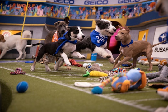 Puppy Bowl 2020 will air on Feb. 2 on Animal Planet.
