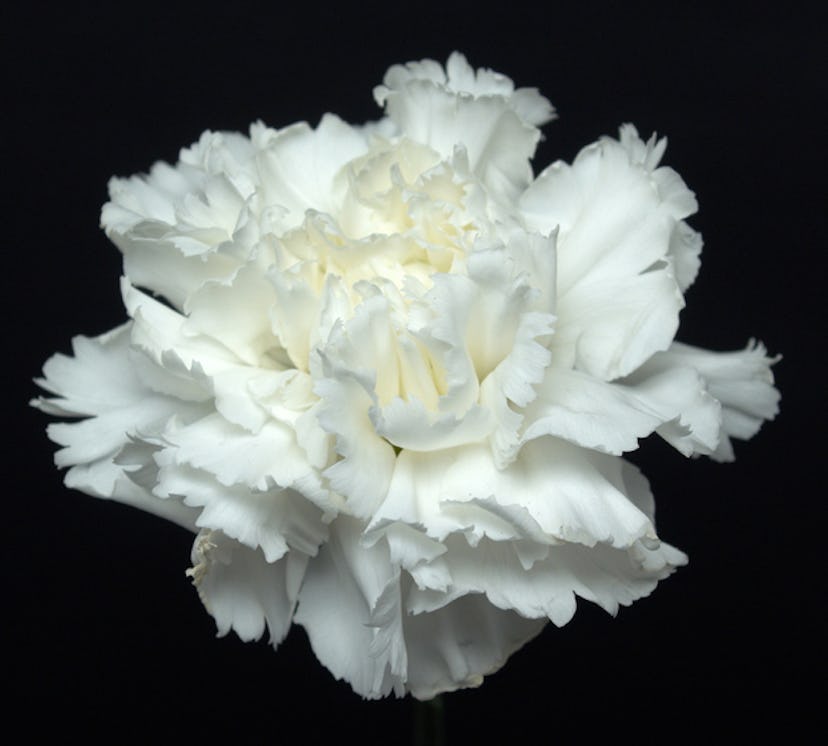 white carnation on black background