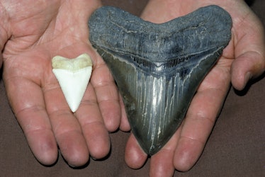 A man holding  a great white shark tooth and a megalodon tooth. 