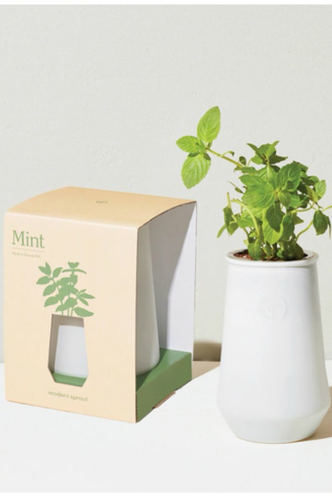 Modern Sprout Mint Indoor Garden Kit