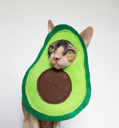 Avocato cat and small pet costume in soft green lightweight felt