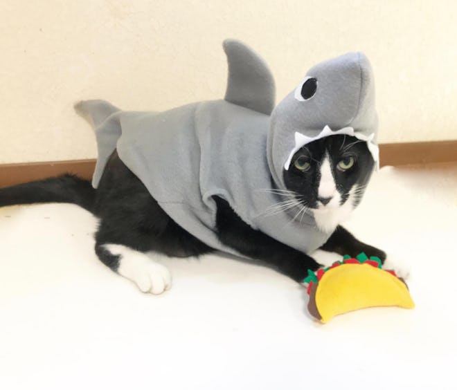 Shark Costume Cat or Dog