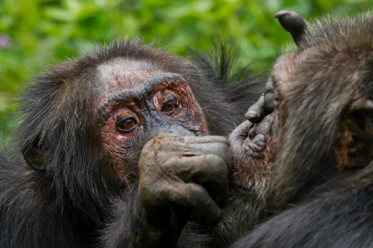 What chimps can teach us about changing human friendships