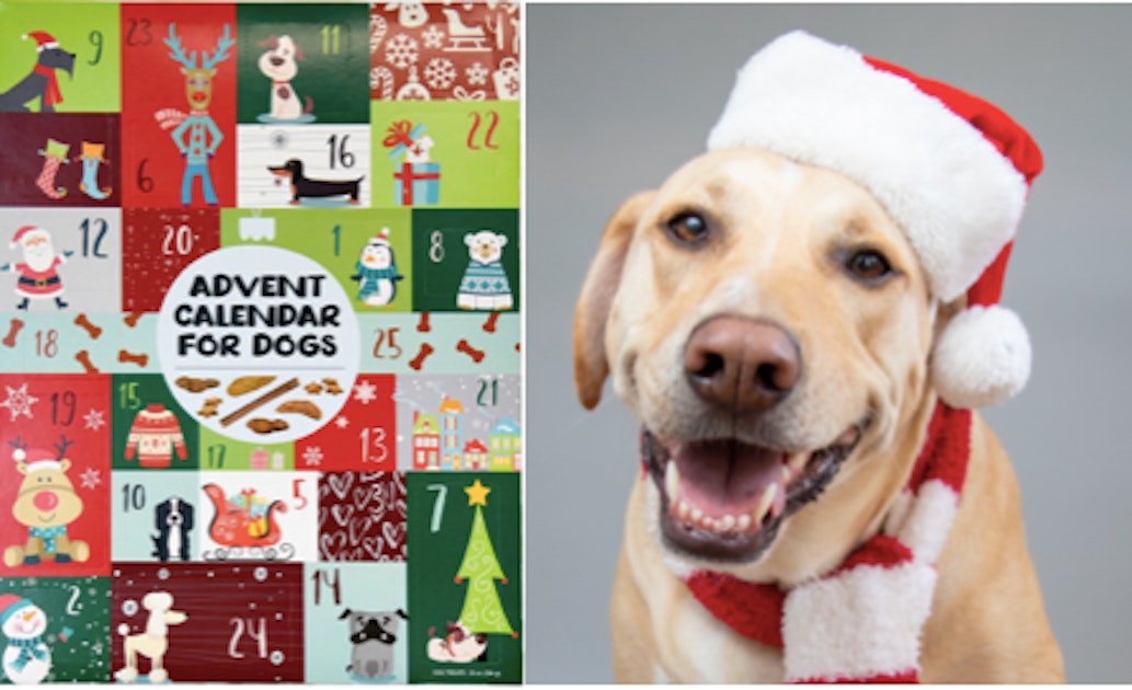 These 2020 Advent Calendars For Dogs Feature So Many Treats & Toys
