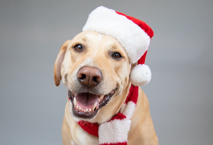 These advent calendars for dogs feature so many treats and toys.