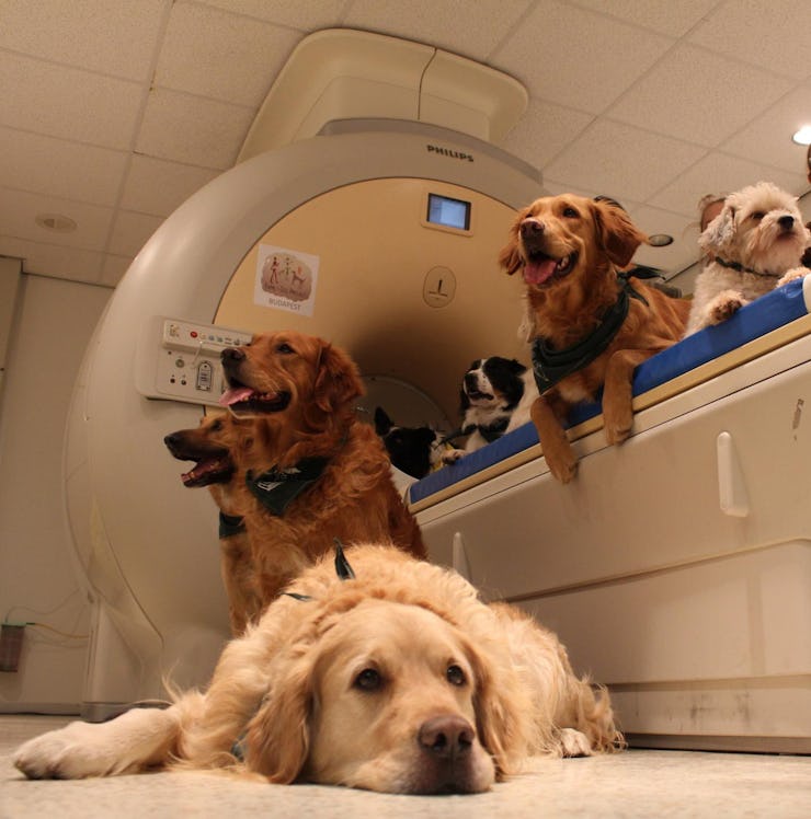 Family dogs recruited for fMRI studies.