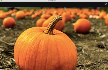 These pumpkin Zoom backgrounds will make your call fall AF.