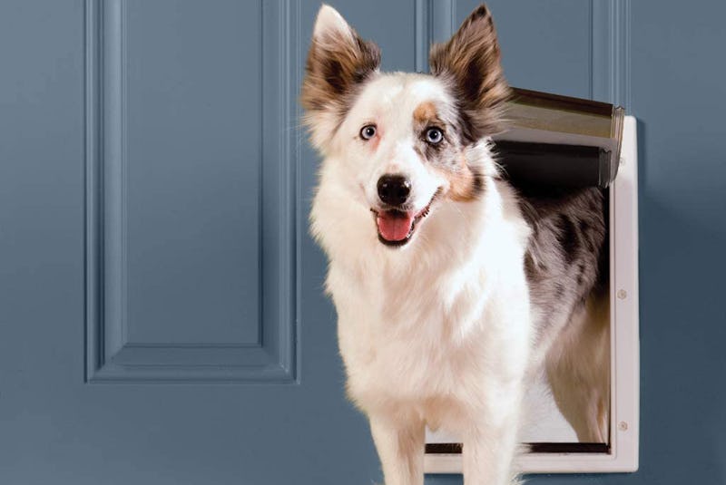 Best Insulated Dog Door