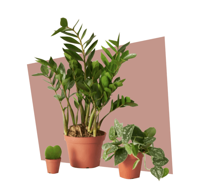 Plant Parent Set