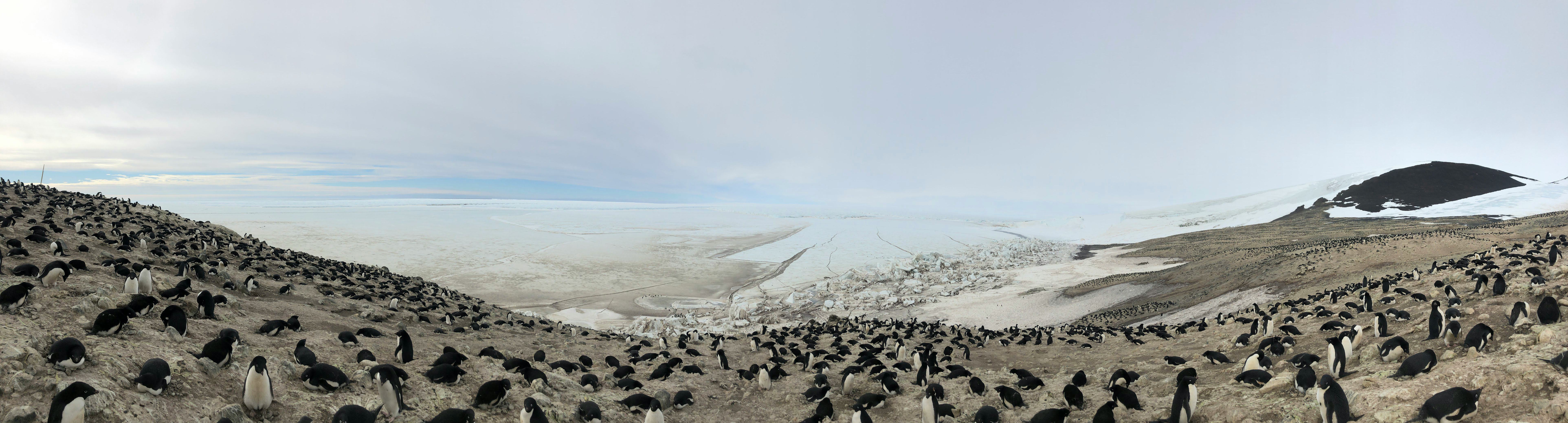 A vast frozen landscape with a lot of penguins 