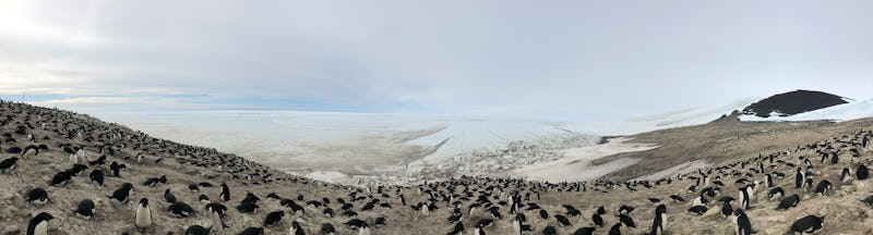 A vast frozen landscape with a lot of penguins 