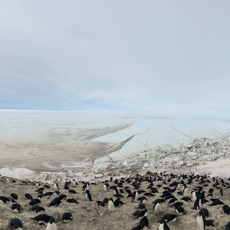 A vast frozen landscape with a lot of penguins