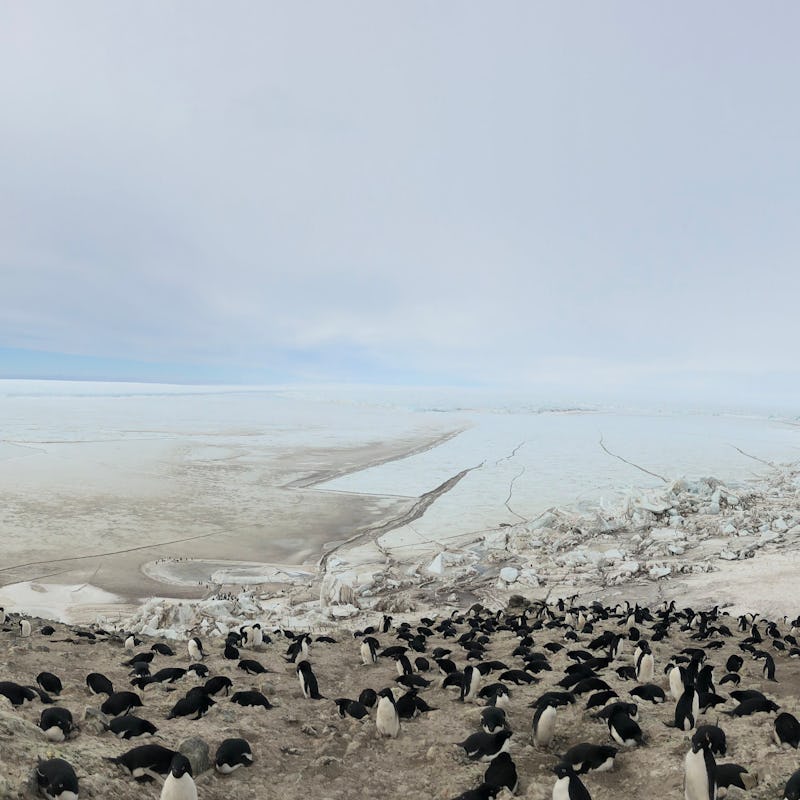 A vast frozen landscape with a lot of penguins 