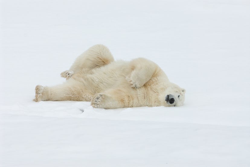 A polar bear stretches in the snow. 