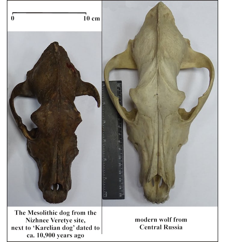 ancient canine skulls