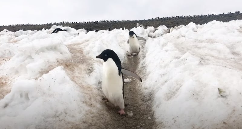 Two baby penguins sliding down the snow