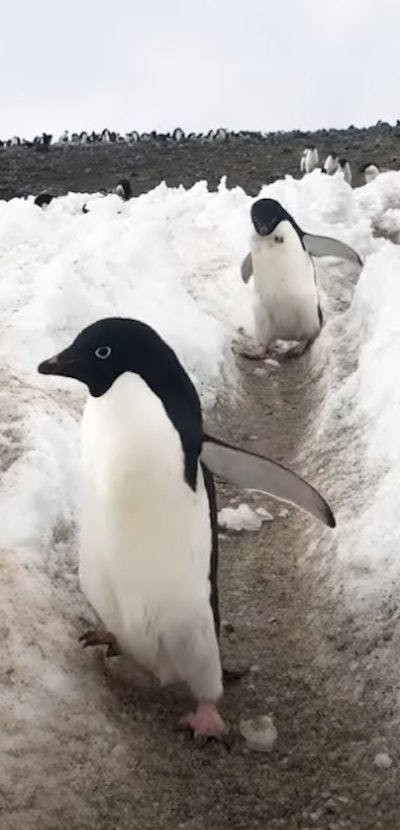 Two baby penguins sliding down the snow
