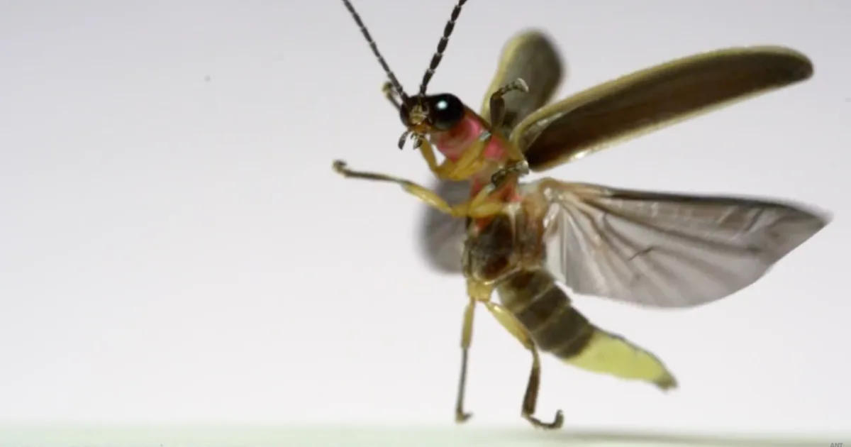 See the magic of insects taking flight at 3,200 FPS