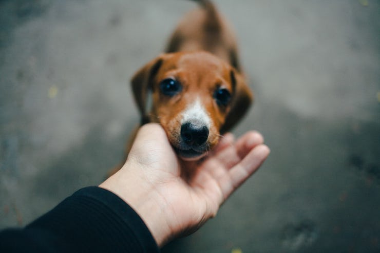 Closeup of a dog.