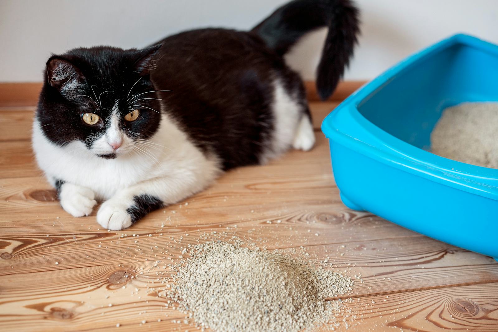 The 5 Best Vacuums For Cat Litter