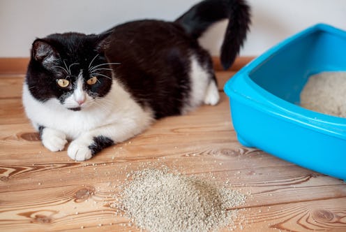 best vacuums for cat litter