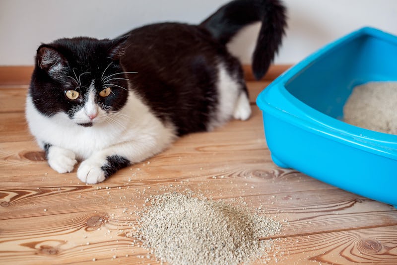 best vacuums for cat litter