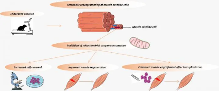 Why strong muscles are linked to living longer revealed by exercise study