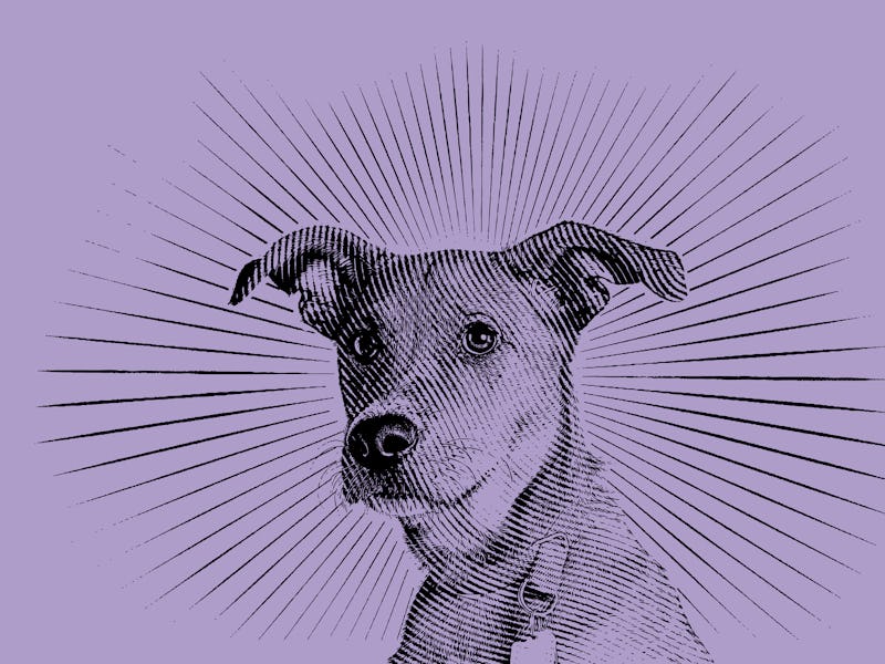 pet