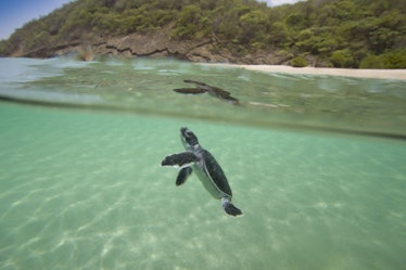 Baby turtles swimming, having escaped both predators and poachers on land.