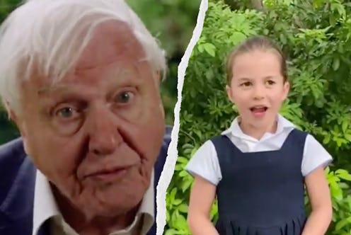 David Attenborough pictures in a blue jumper and white shirt in a side by side with a picture of pri...