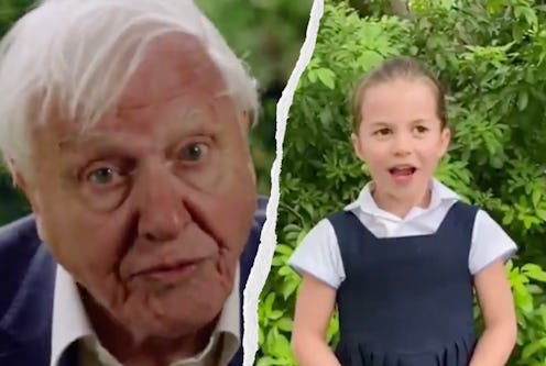 David Attenborough pictures in a blue jumper and white shirt in a side by side with a picture of pri...