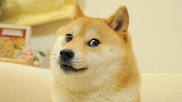 A photo of the "doge" dog.