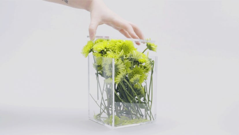 A hand closing a glass box full of dandelions