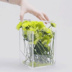 A hand closing a glass box full of dandelions