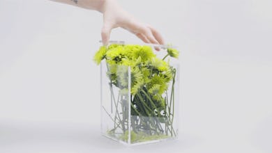 A hand closing a glass box full of dandelions